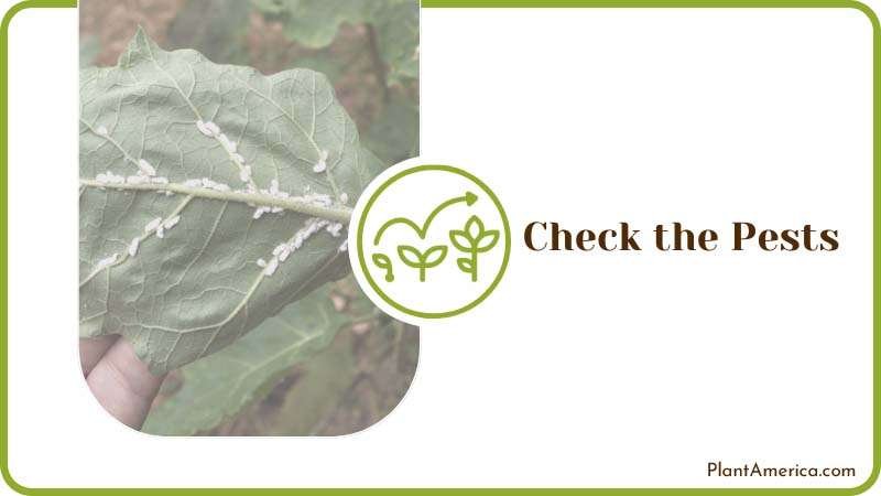 Pests Infestation on Chokecherry Plant America