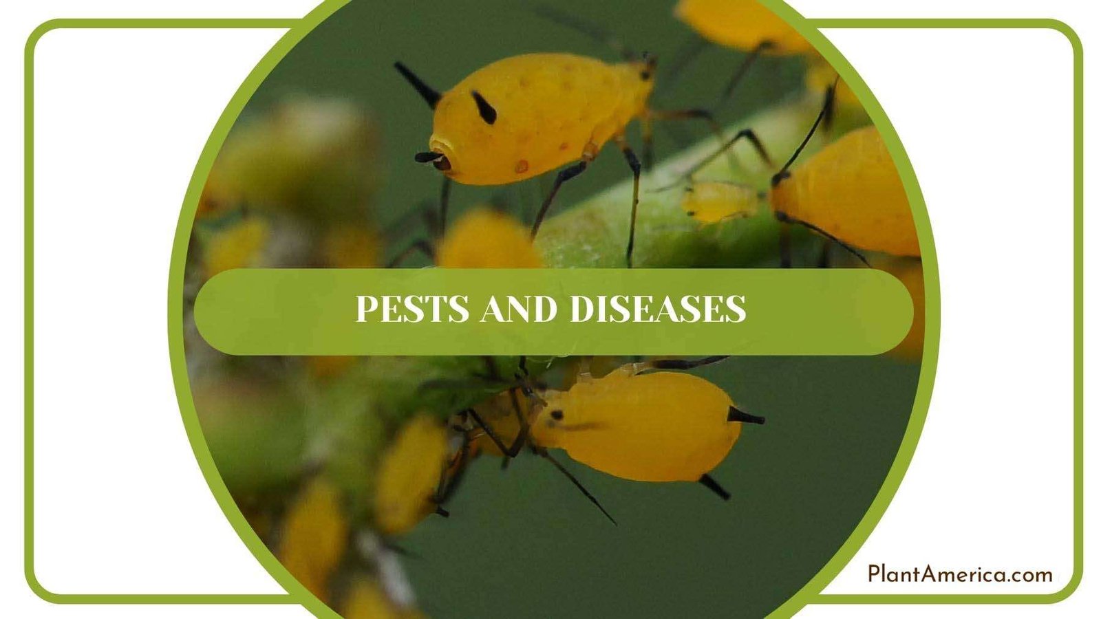 Pests in Peace Lily PlantAmerica