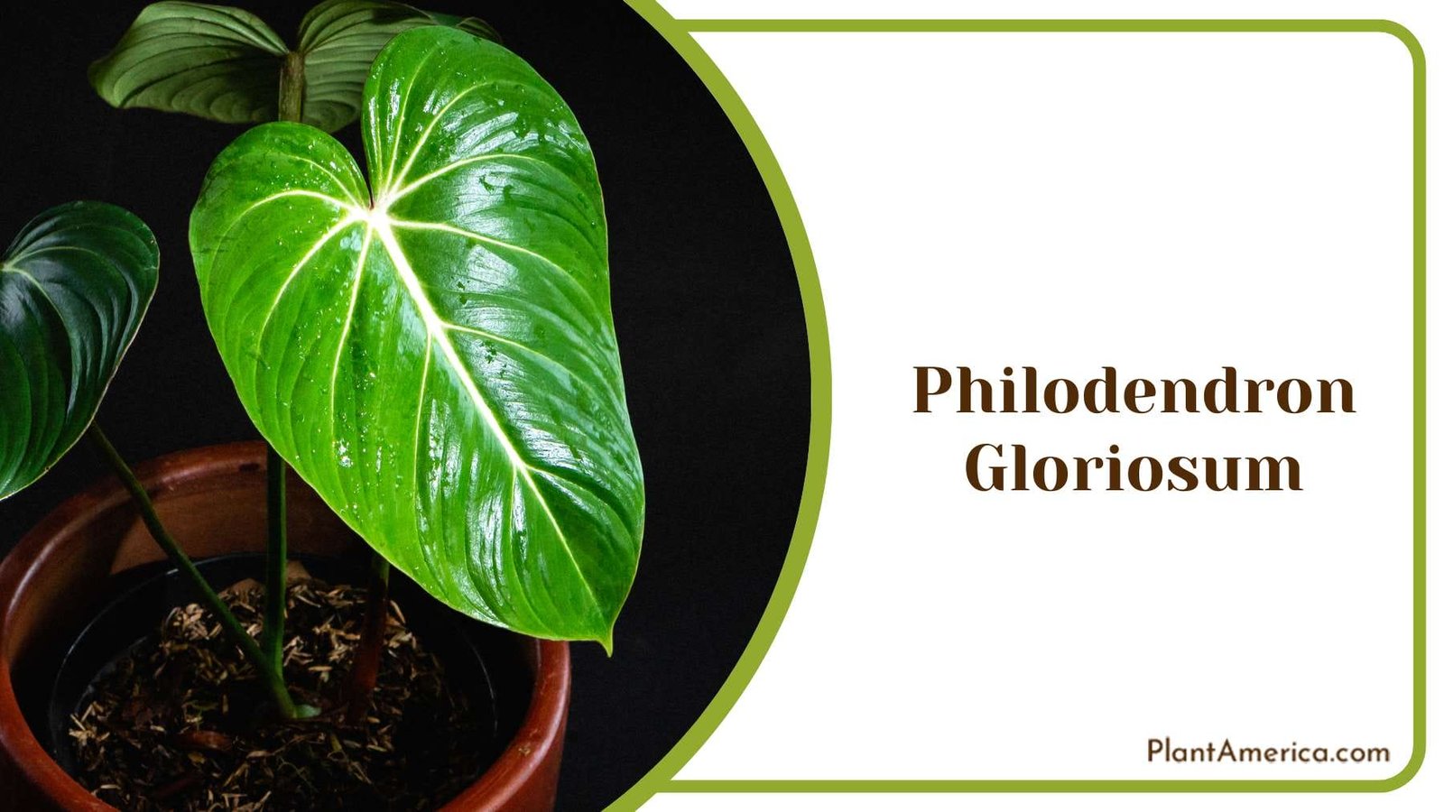 Philodendron Gloriosum Tropical Foliage Plant America