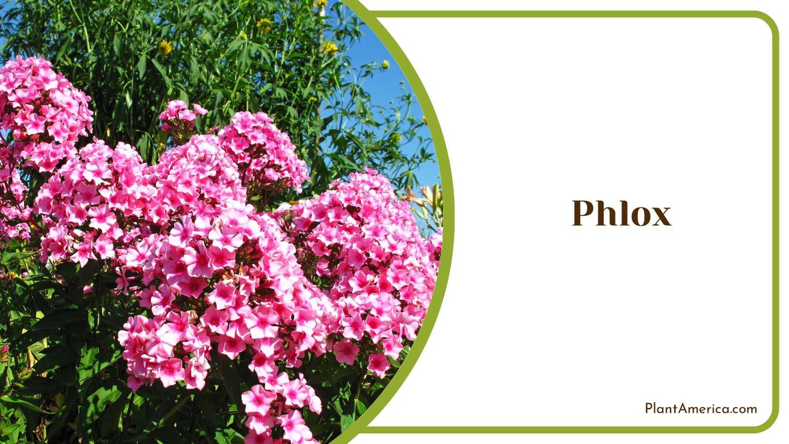 Phlox Pink Bushes Plant America Phlox Pink Bushes Plant America