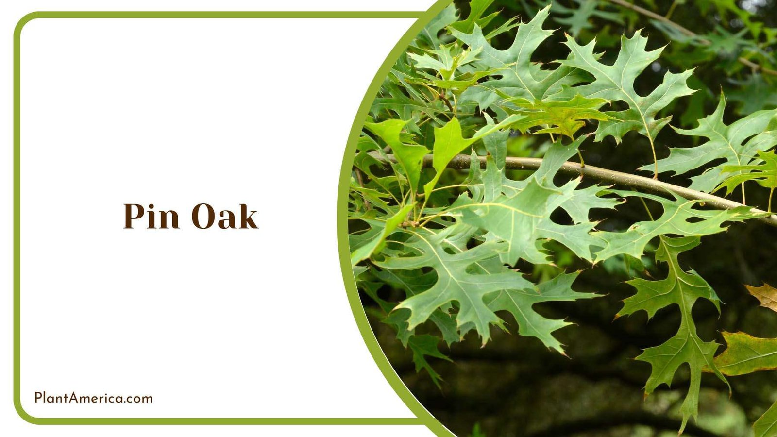 Pin Oak Trees Plant America