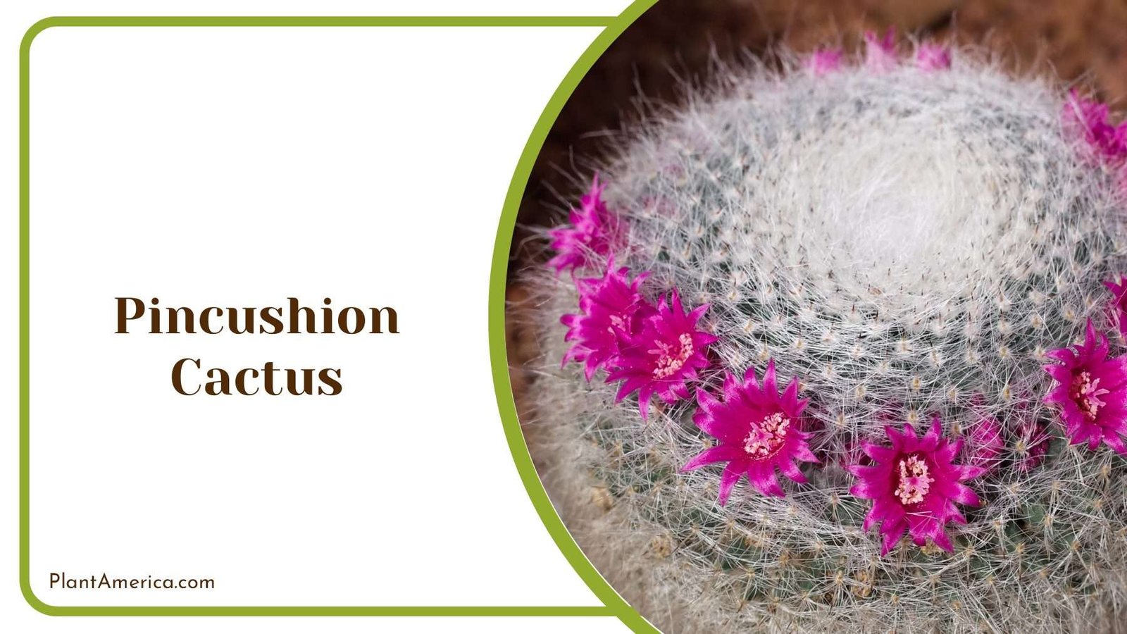 Pincushion Cactus Dense Clusters Plant America