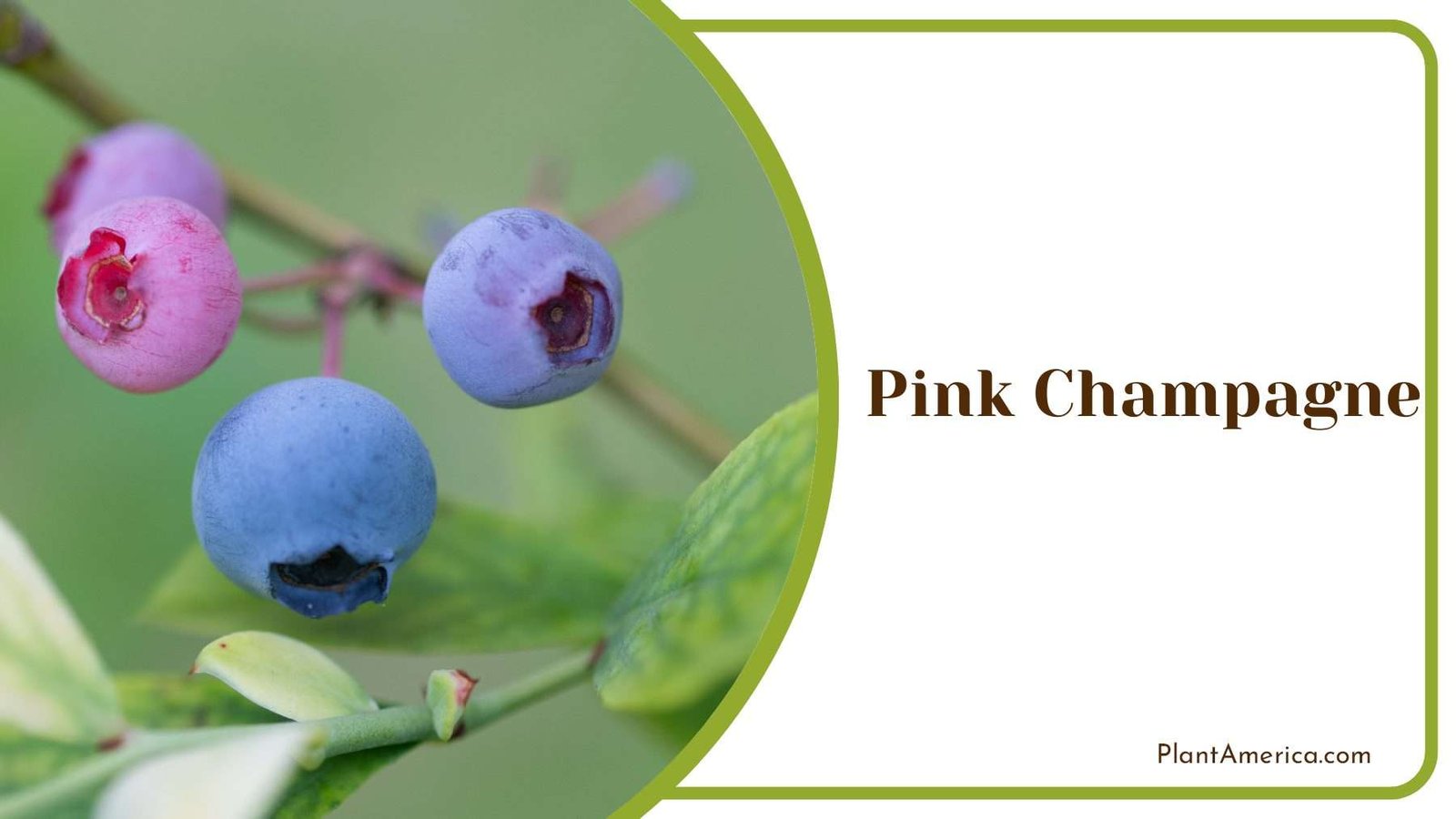 Pink And Blue Blueberries Plant America