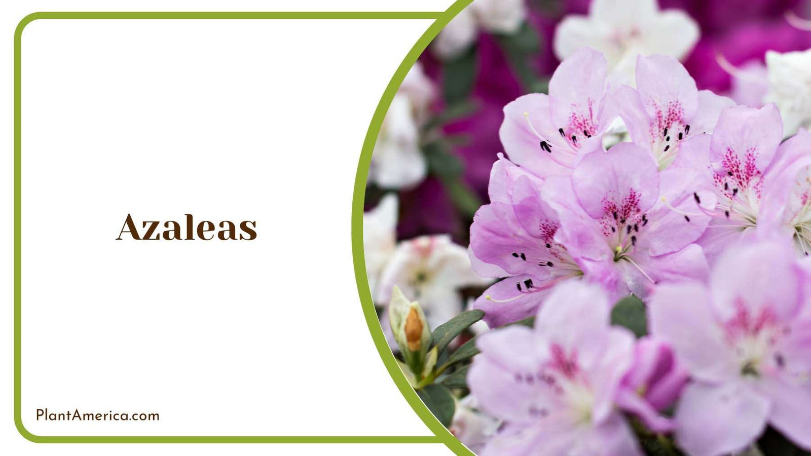 Pink Azaleas in Home Garden Plant America