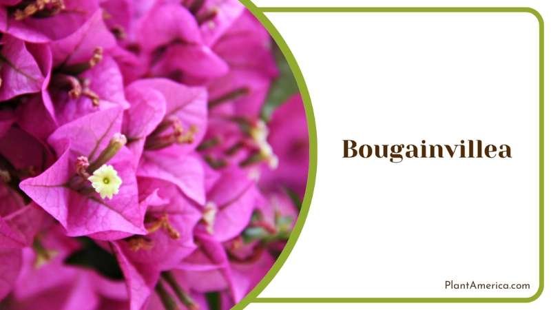 Pink Bougainvillea Bushes Plant America
