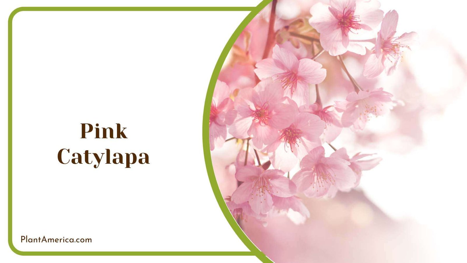 Pink Catylapa Shrubs Plant America Pink Catylapa Shrubs Plant America