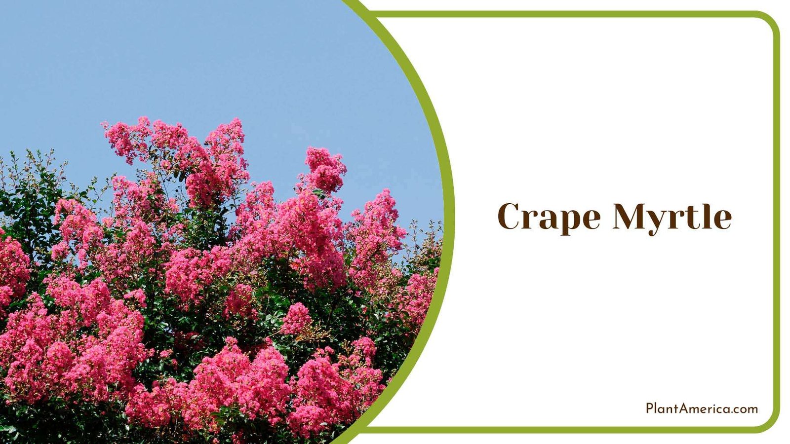 Pink Crape Myrtle Tree Plant America