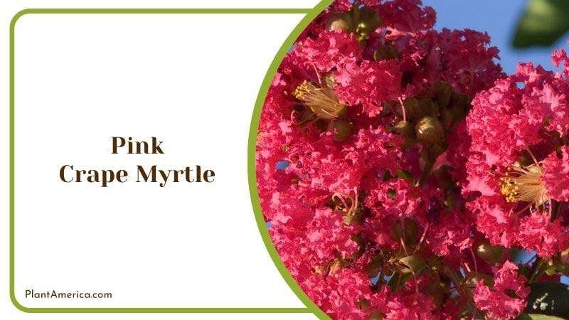 Pink Crape Myrtle Varieties Plant America