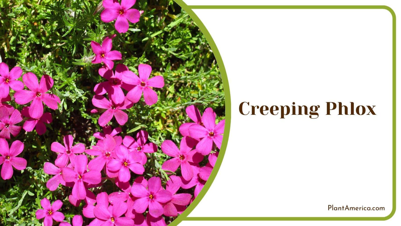 Pink Creeping Phlox Plant America 1