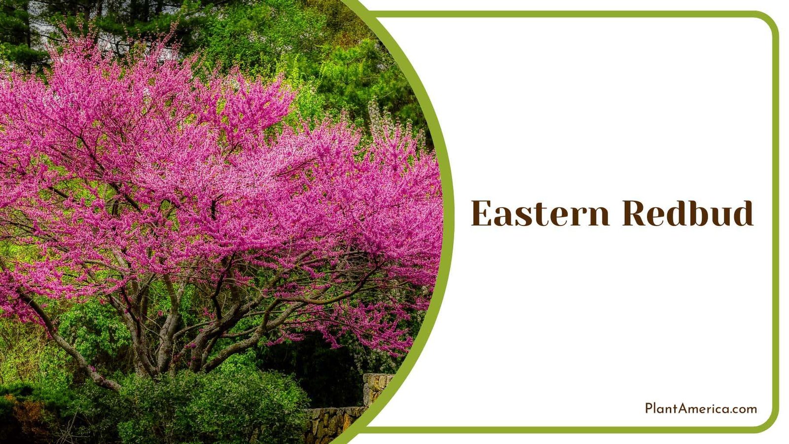 Pink Eastern Redbud Plant America