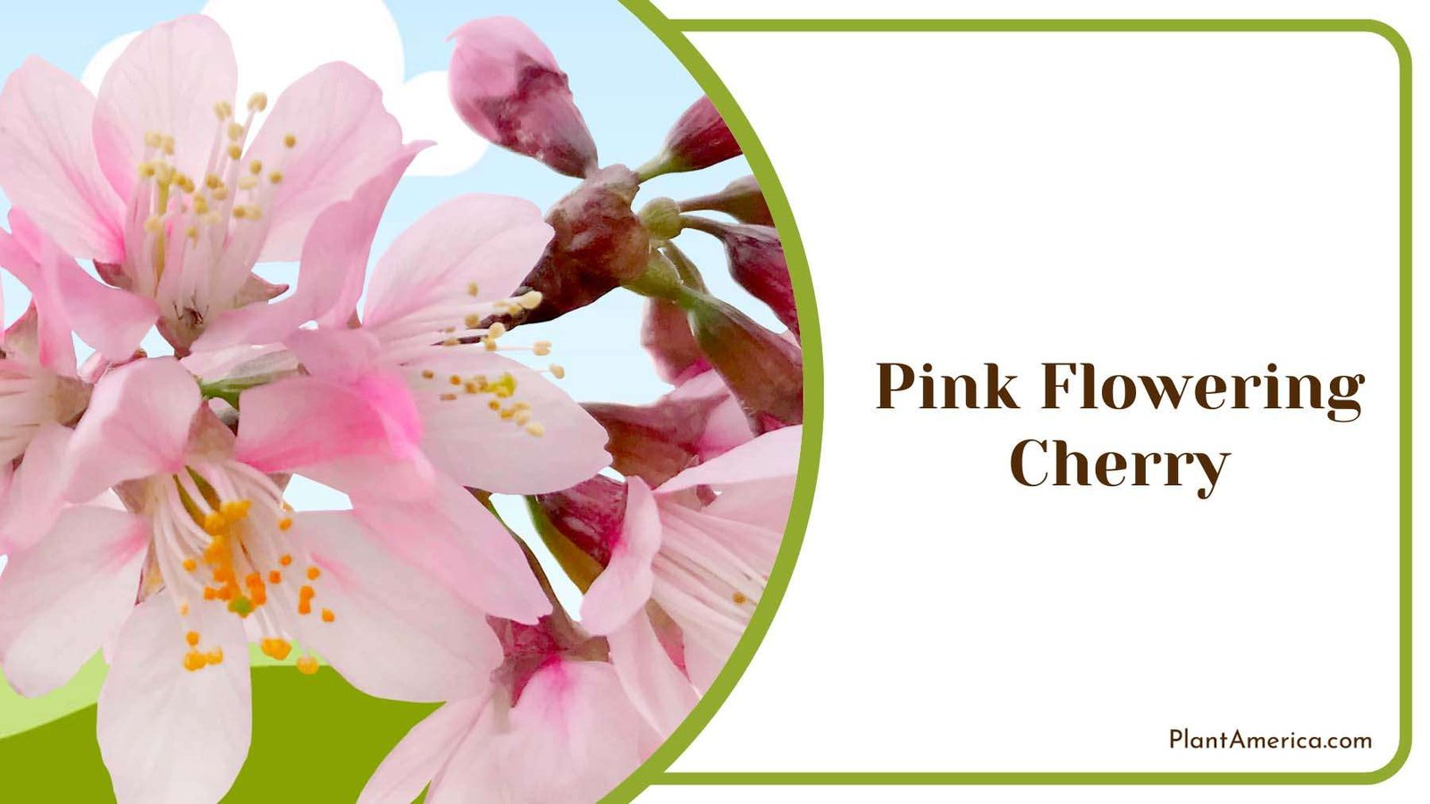 Pink Flowering Cherry Plant America Pink Flowering Cherry Plant America