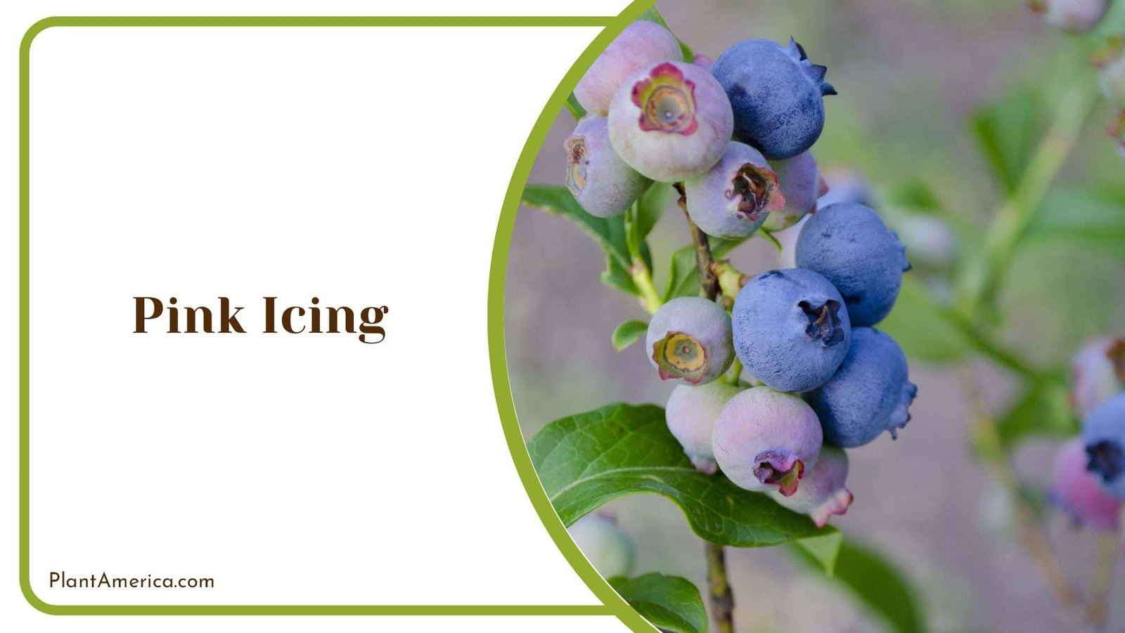 Pink Icing Blueberries On A Branch Plant America