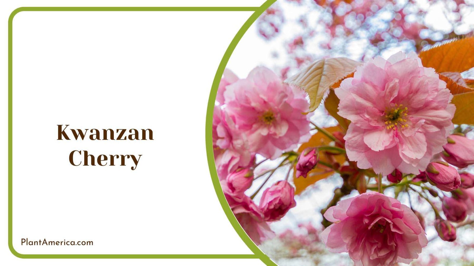 Pink Kwanzan Cherry Plant America Pink Kwanzan Cherry Plant America