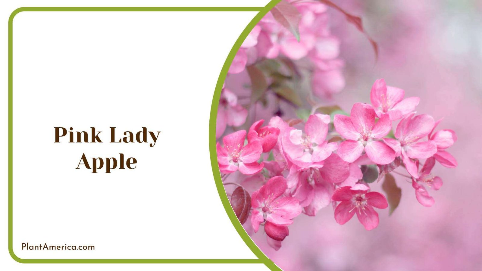 Pink Lady Apple Tree Plant America Pink Lady Apple Tree Plant America