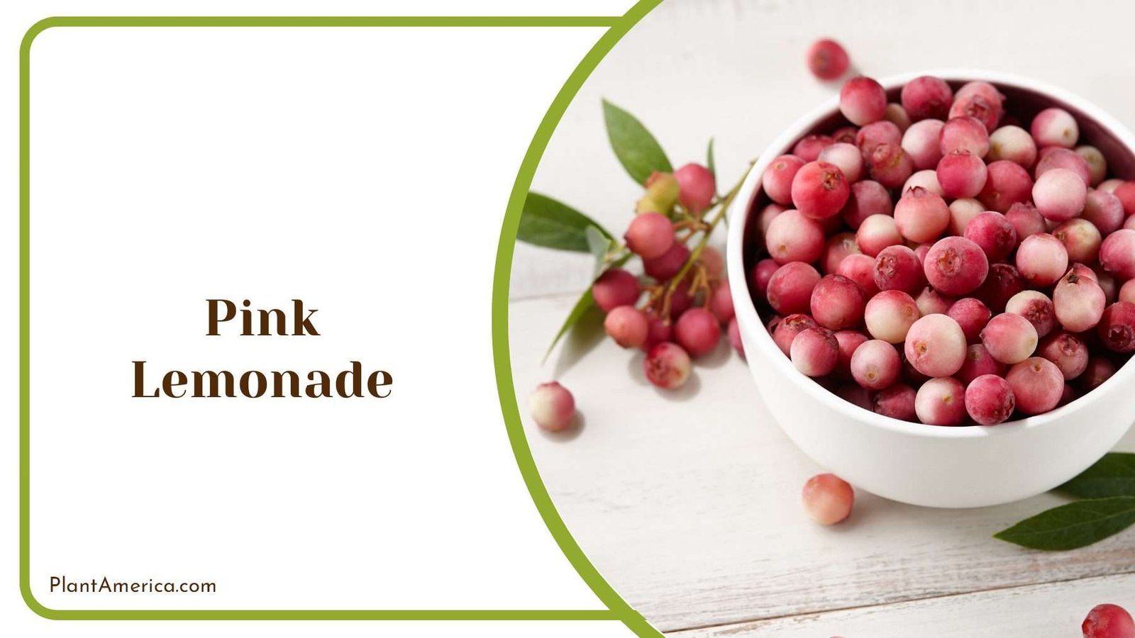 Pink Lemonade Blueberries Plant America