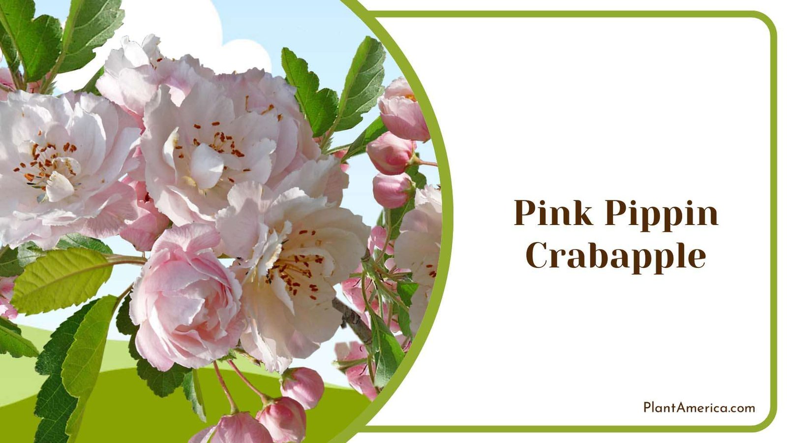 Pink Pippin Crabapple In Sunlight Plant America Pink Pippin Crabapple In Sunlight Plant America
