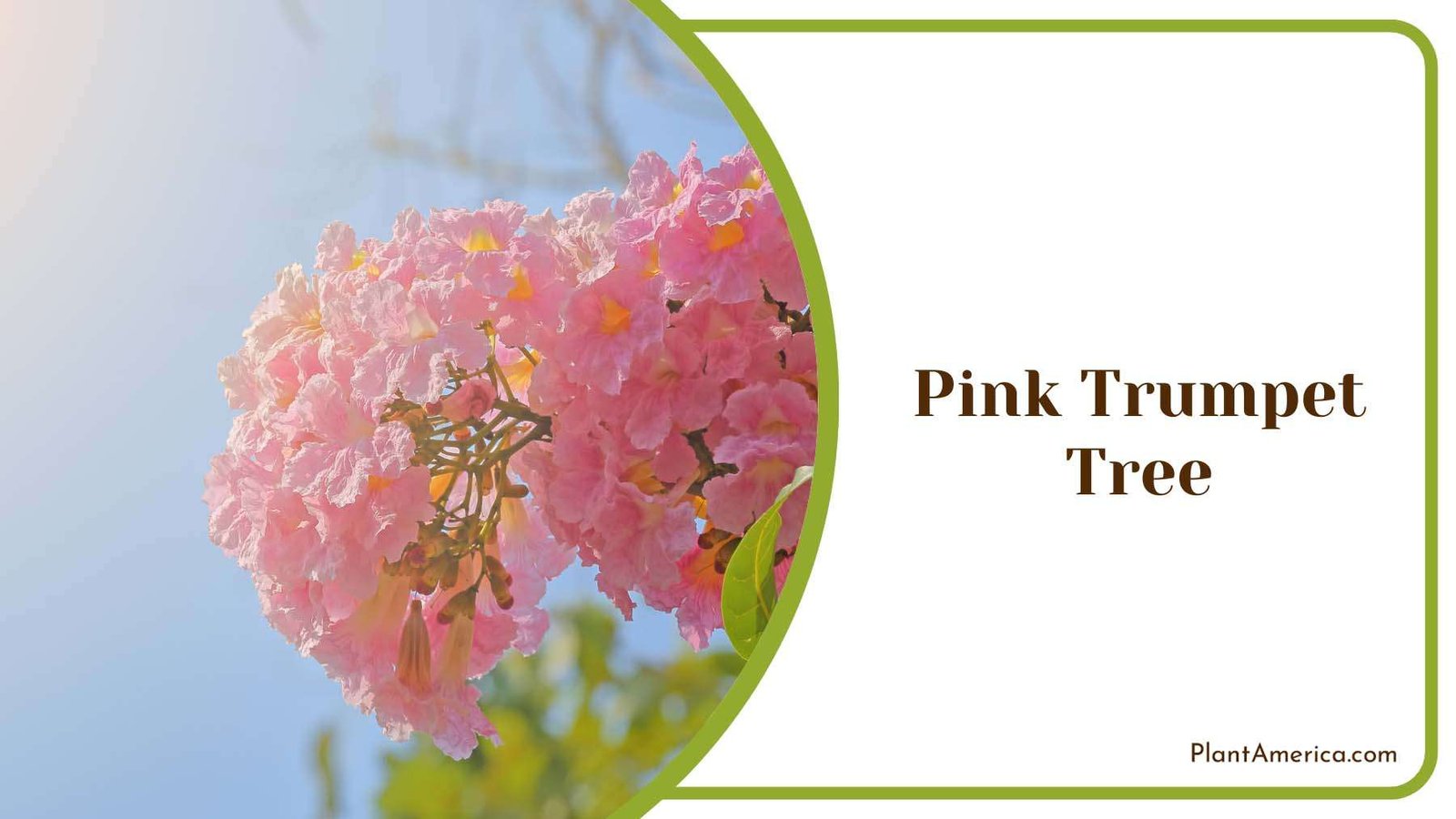 Pink Shrubs Trumpet Tree Plant America Pink Shrubs Trumpet Tree Plant America