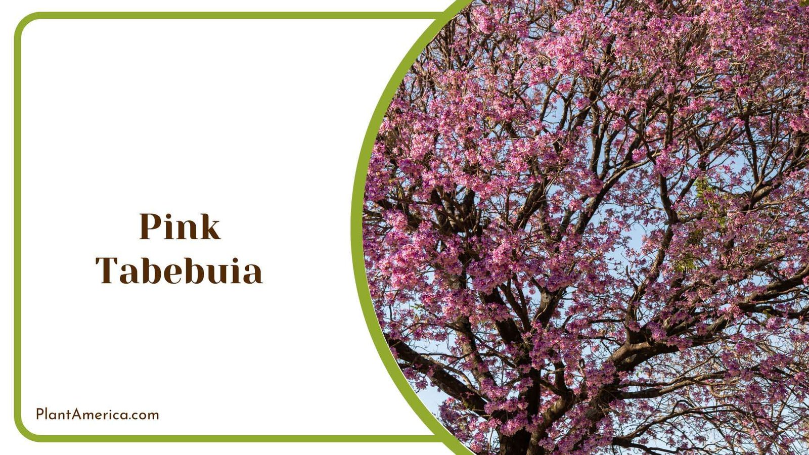 Pink Tabebuia Tree Plant America Pink Tabebuia Tree Plant America