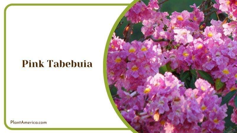 Pink Tabebuia or Tabebuia Rosea Plant America