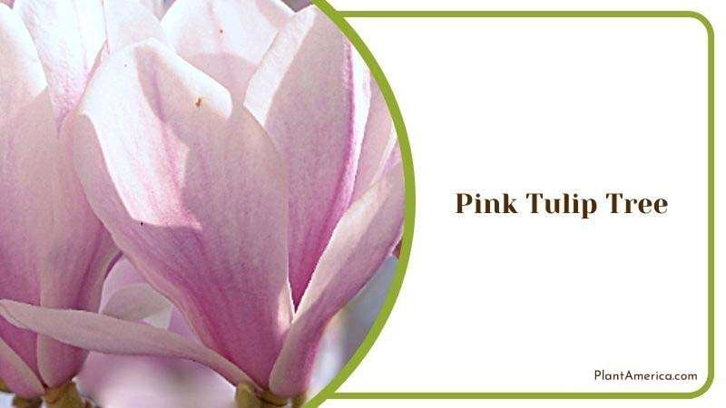 Pink Tulip Tree Care Guide Plant America