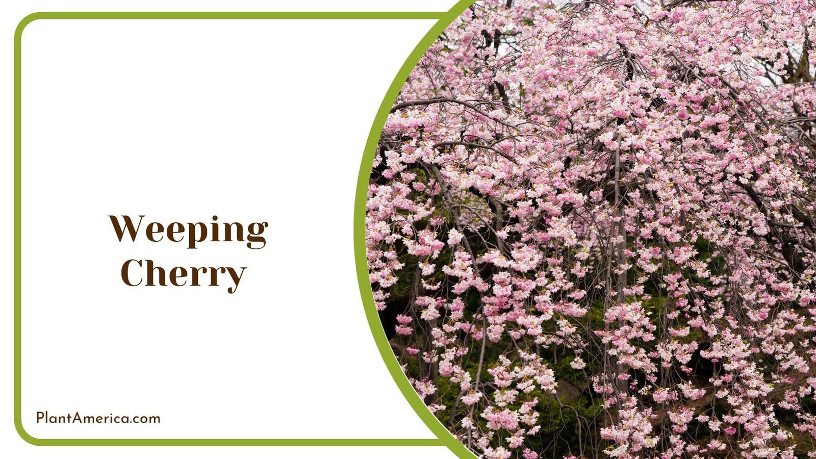 Pink Weeping Cherry Plant America