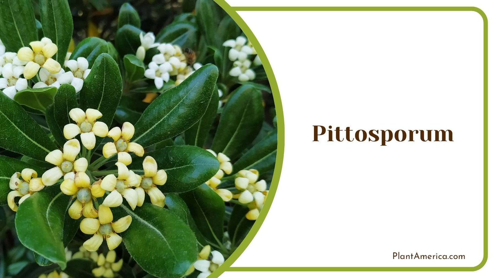 Pittosporum Evergreen Hedges Plant America Pittosporum Evergreen Hedges Plant America