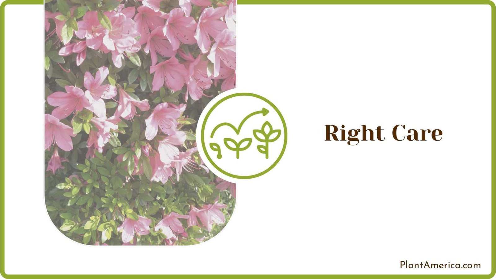 Plant Azaleas Care Plant America
