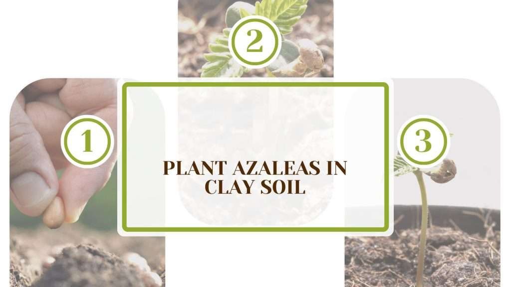Plant Azaleas in Clay Soil: The Simple Way To Do it At Home - Plant America