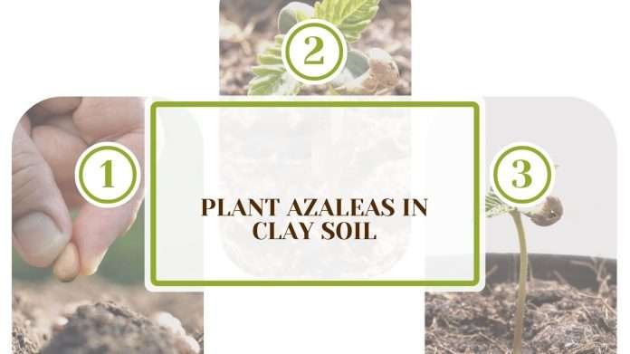 Plant Azaleas in Clay Soil: The Simple Way To Do it At Home - Plant America