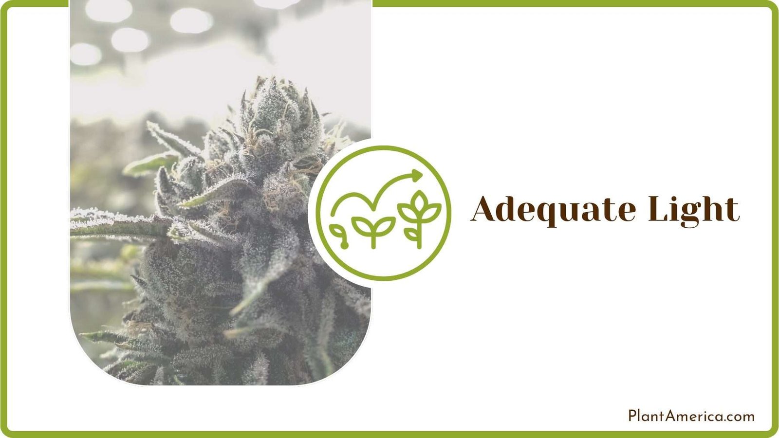 Plant that Requires Light Plant America