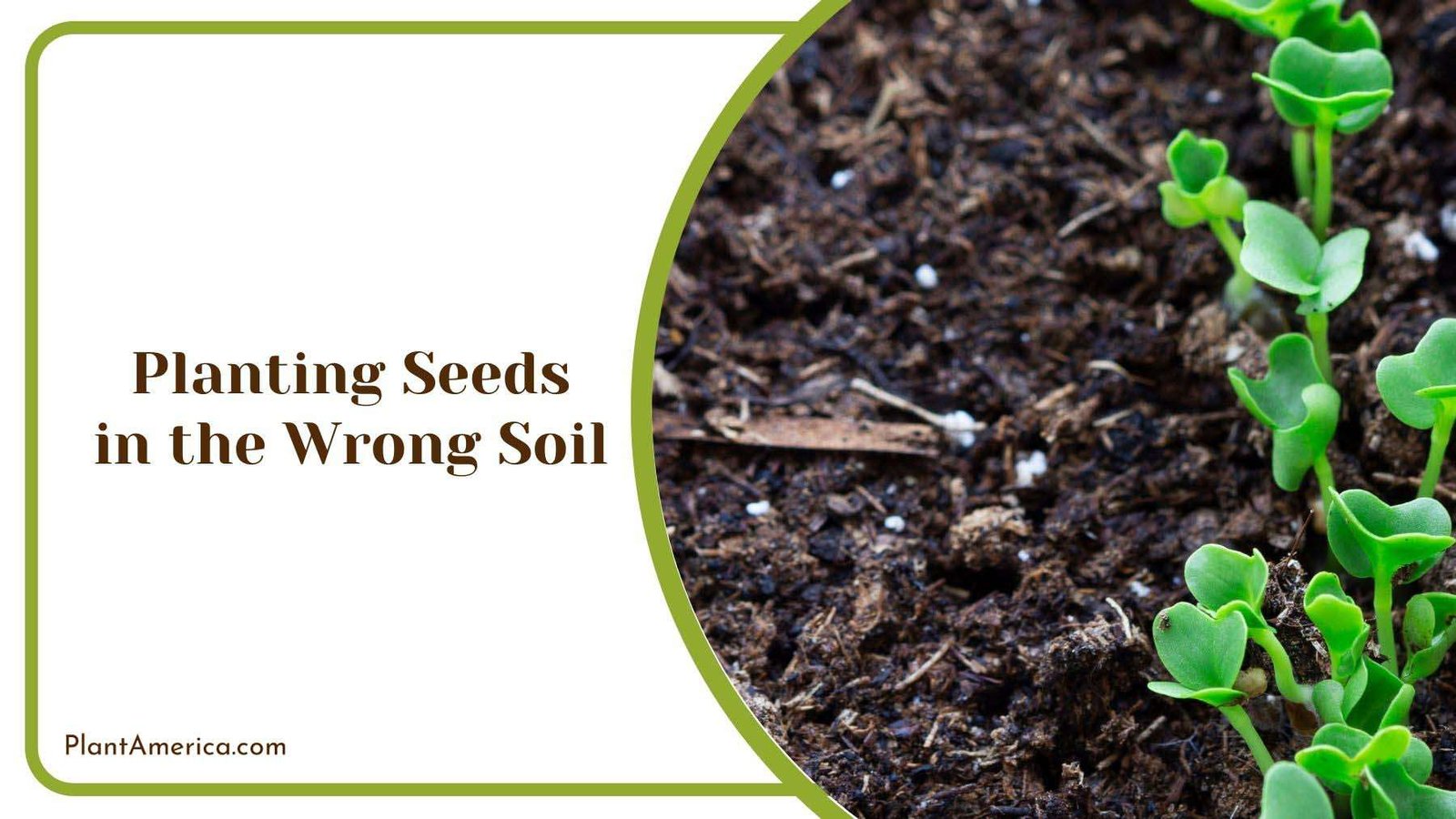 Planting Seeds in Wrong Soil Plant America Planting Seeds in Wrong Soil Plant America