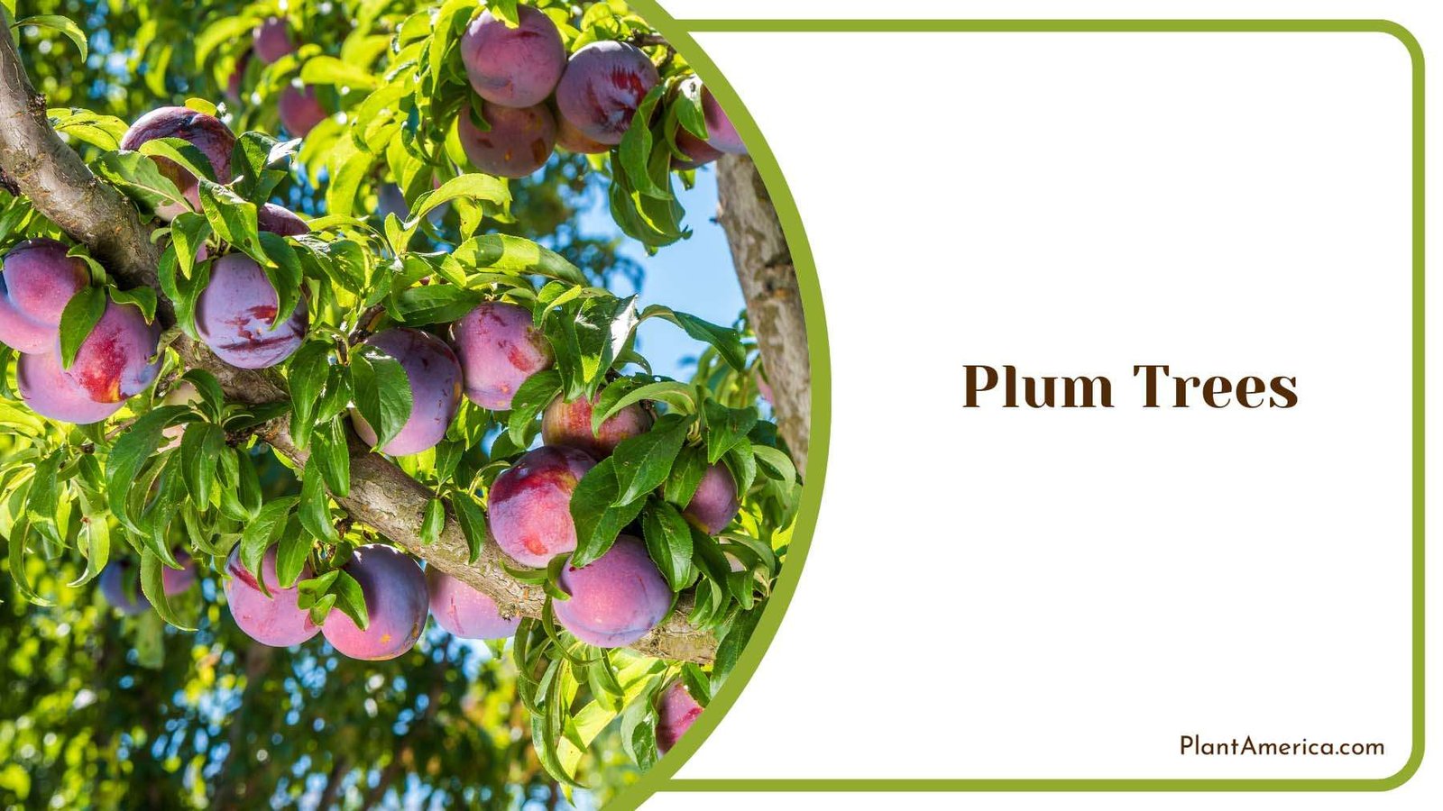 Plum Trees In A Garden Plant America Plum Trees In A Garden Plant America