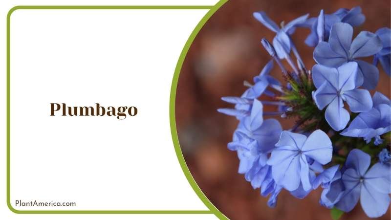Plumbago Evergreen Flowering Shrub Plant America