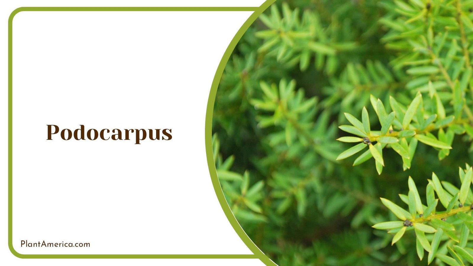 Podocarpus Evergreen Hedges Plant America