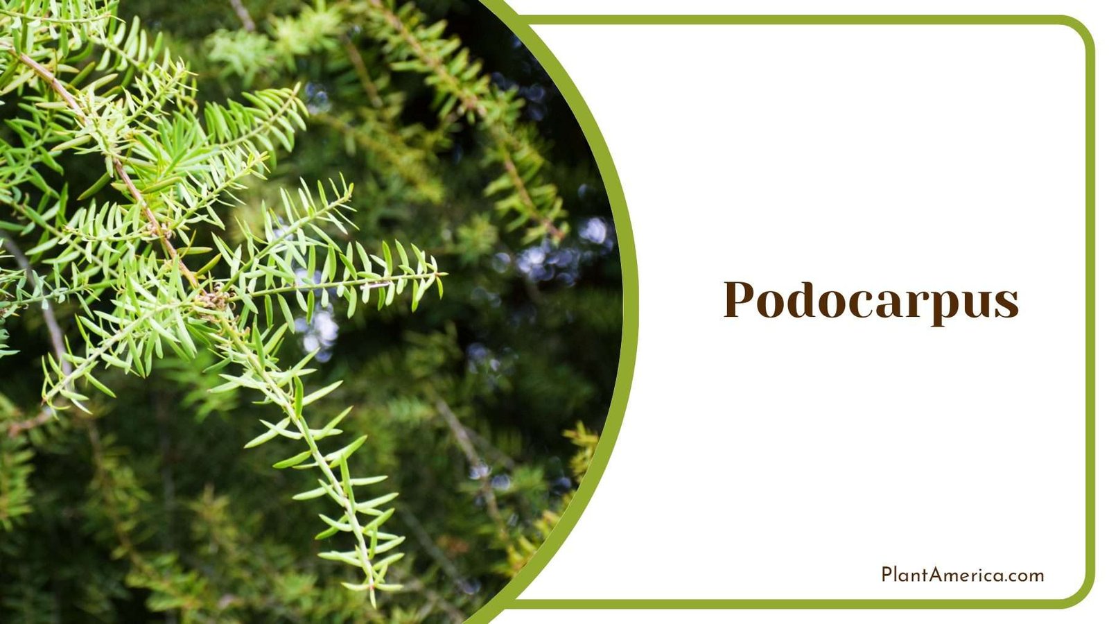 Podocarpus Yew Pine Plant America Podocarpus Yew Pine Plant America