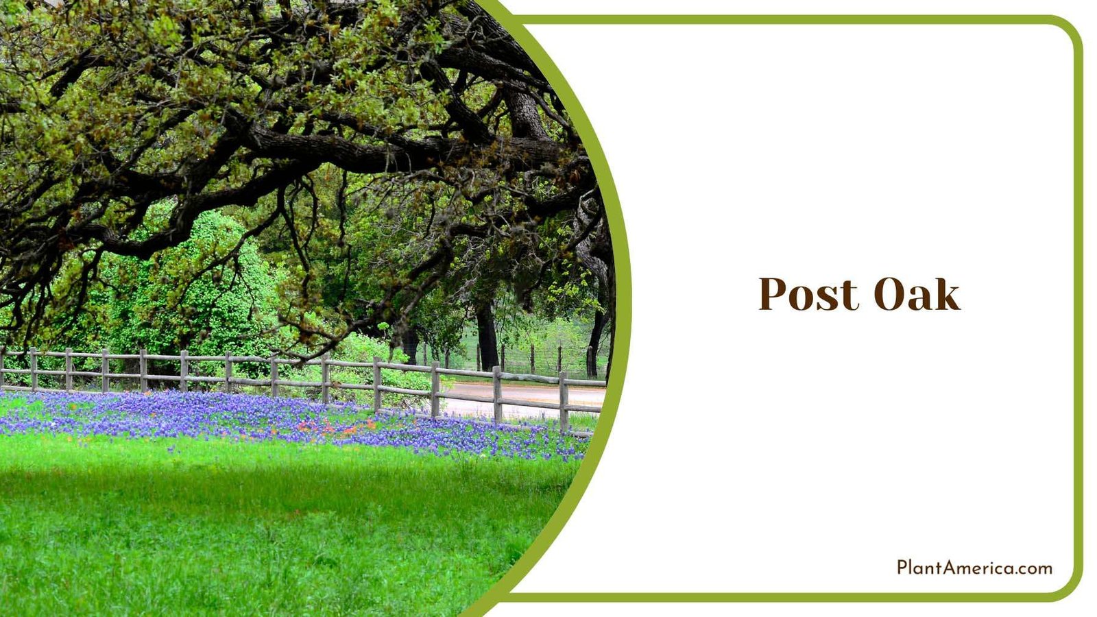 Post Oak In The Park Plant America