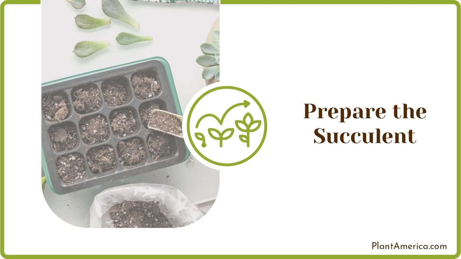 Potting Soil for Succulents Plant America