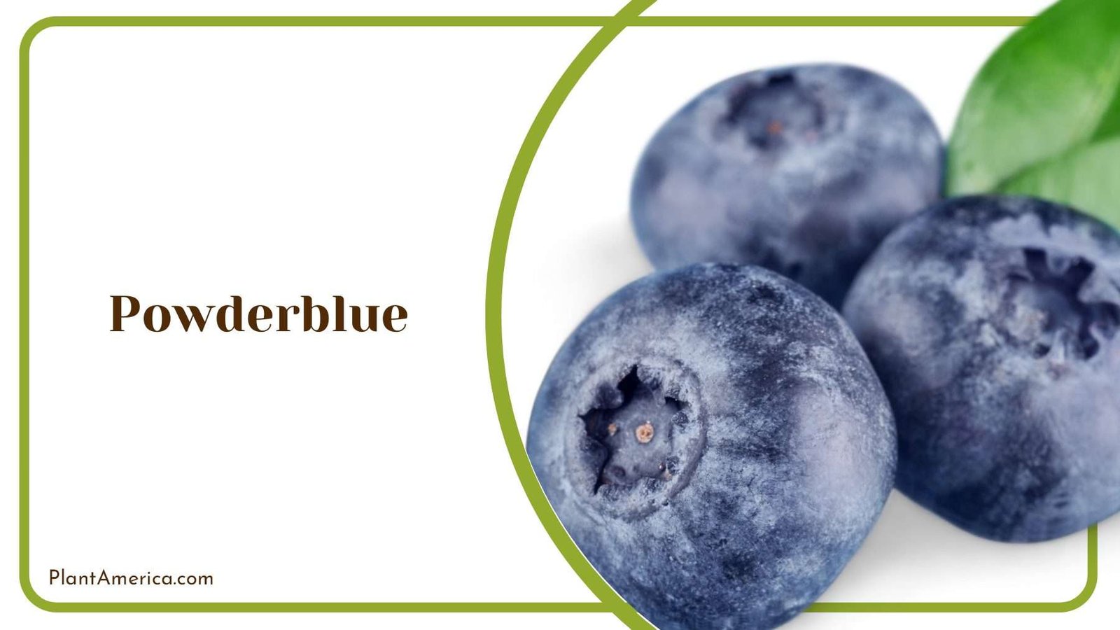 Powderblue Blueberries Fresh Plant America