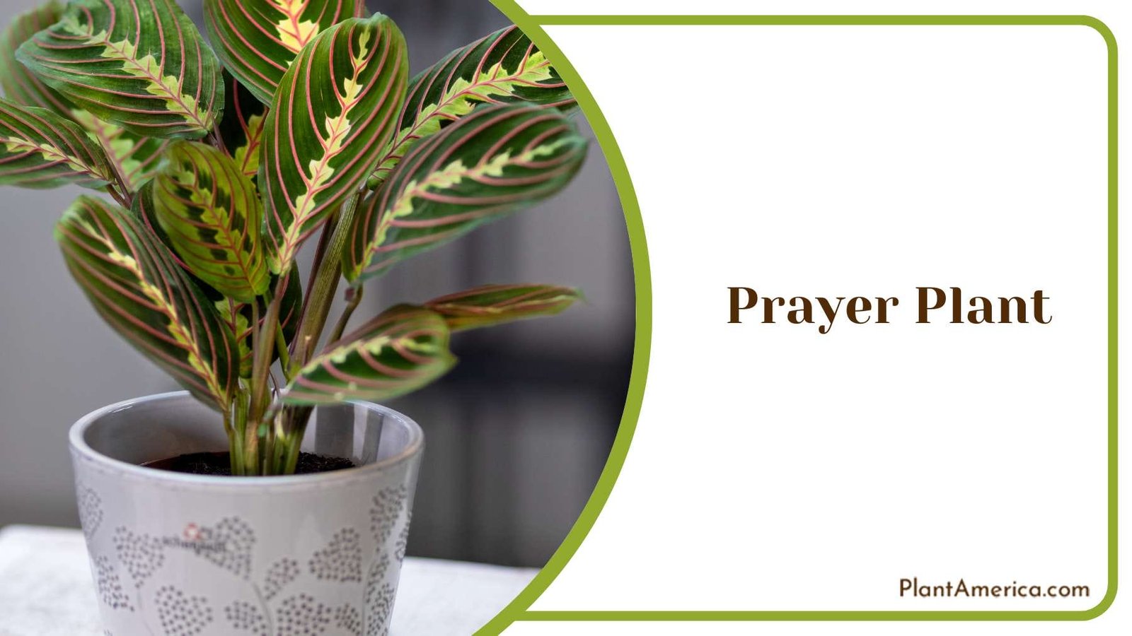 Prayer Plant Beauty Leaves Plant America