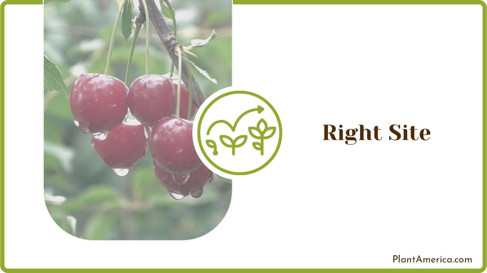 Preparing the Right Site PlantAmerica