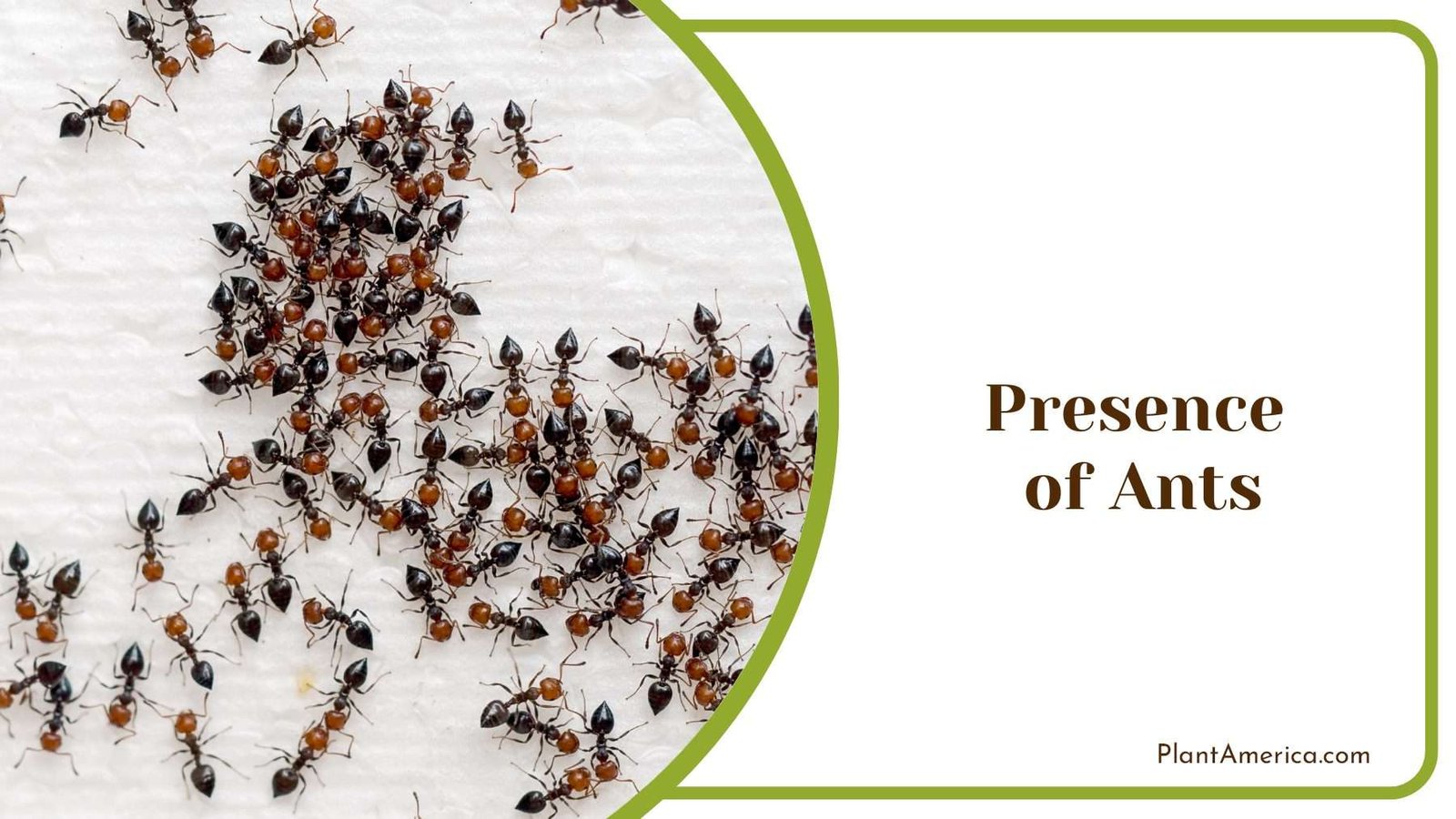 Presence of Ants in Garden Plant America
