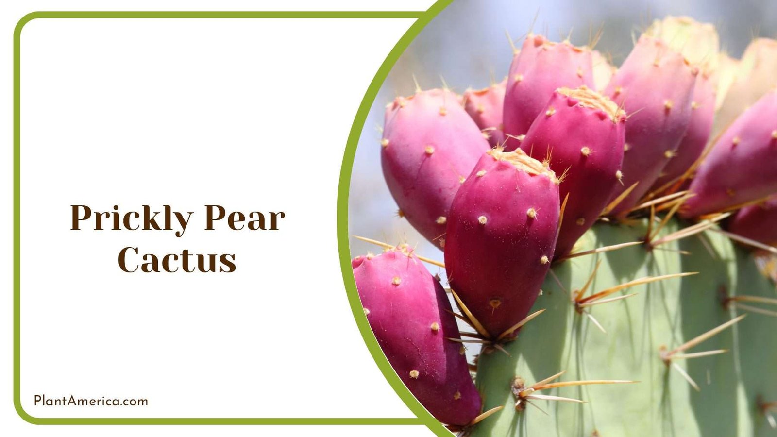 Prickly Pear Cactus Plant America