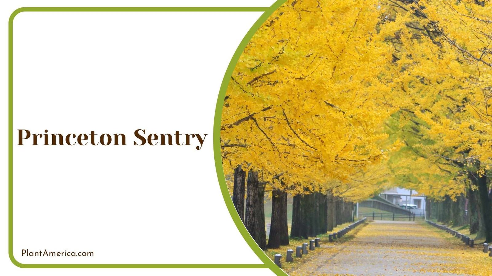 Princeton Sentry In The Park PlantAmerica