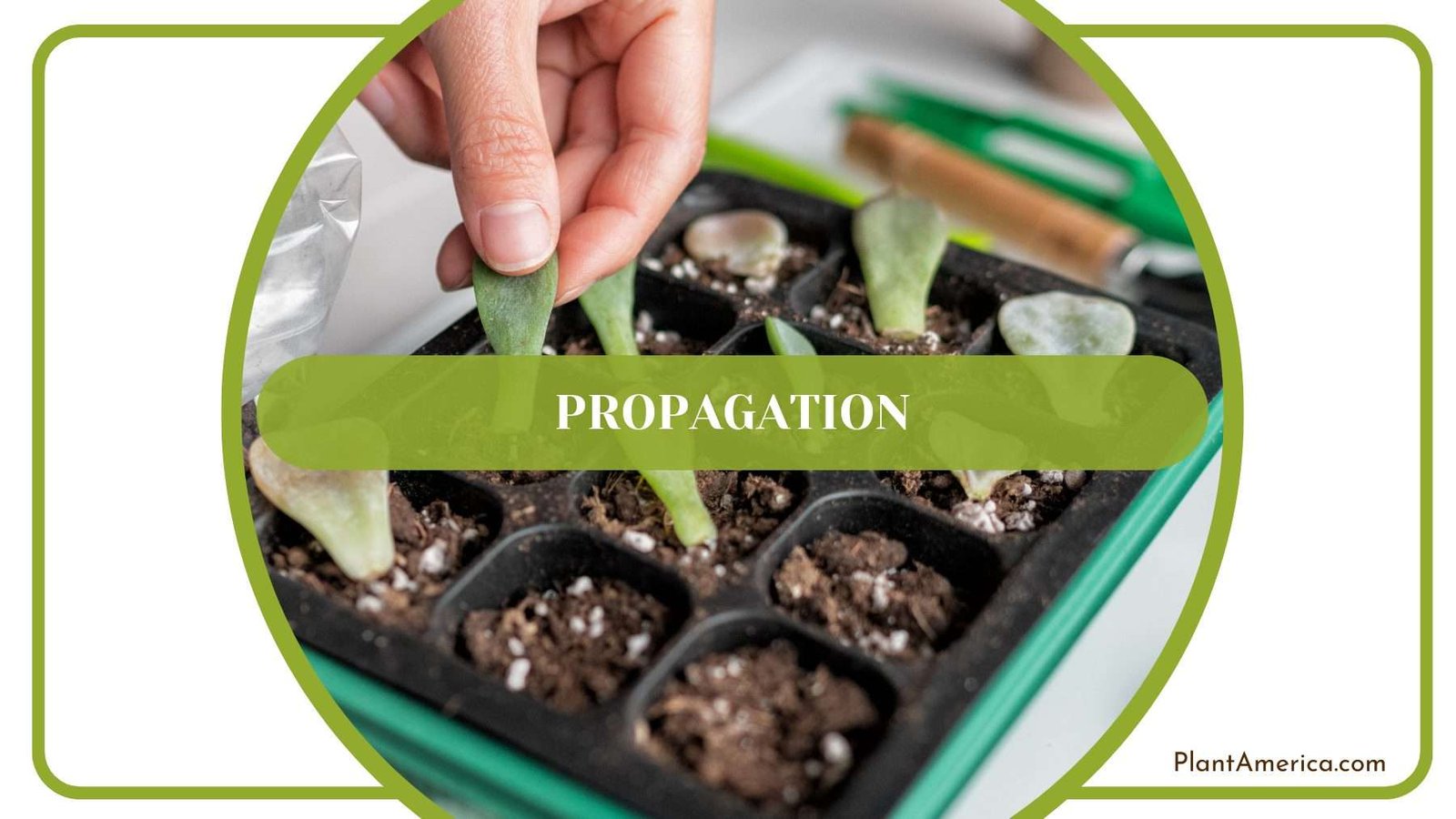 Propagation Method of Metallicum Plant America
