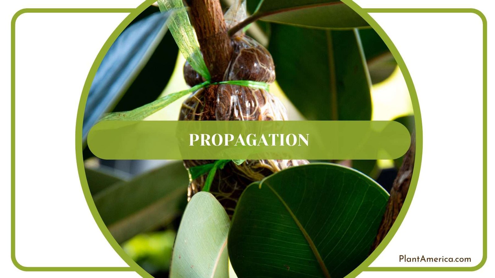 Propagation of Pedatum Plant America