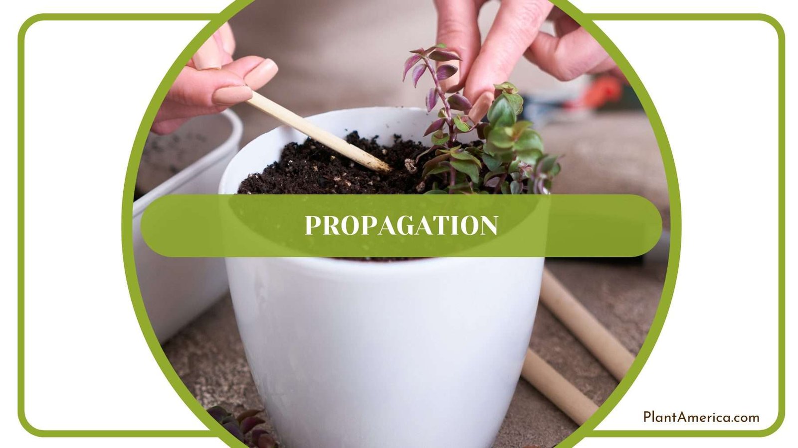 Propagation of Rugulosum Plant America