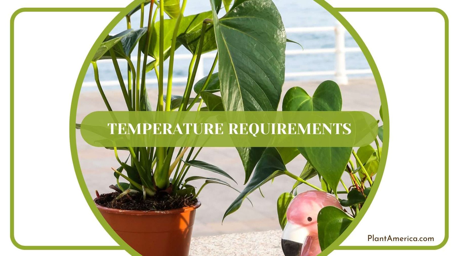 Proper Temperature for Metallicum Plant America