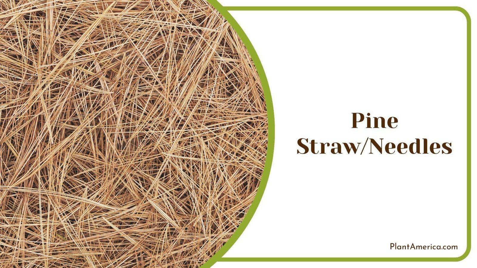 Properties of Pine Straw or Needles Mulch Plant America