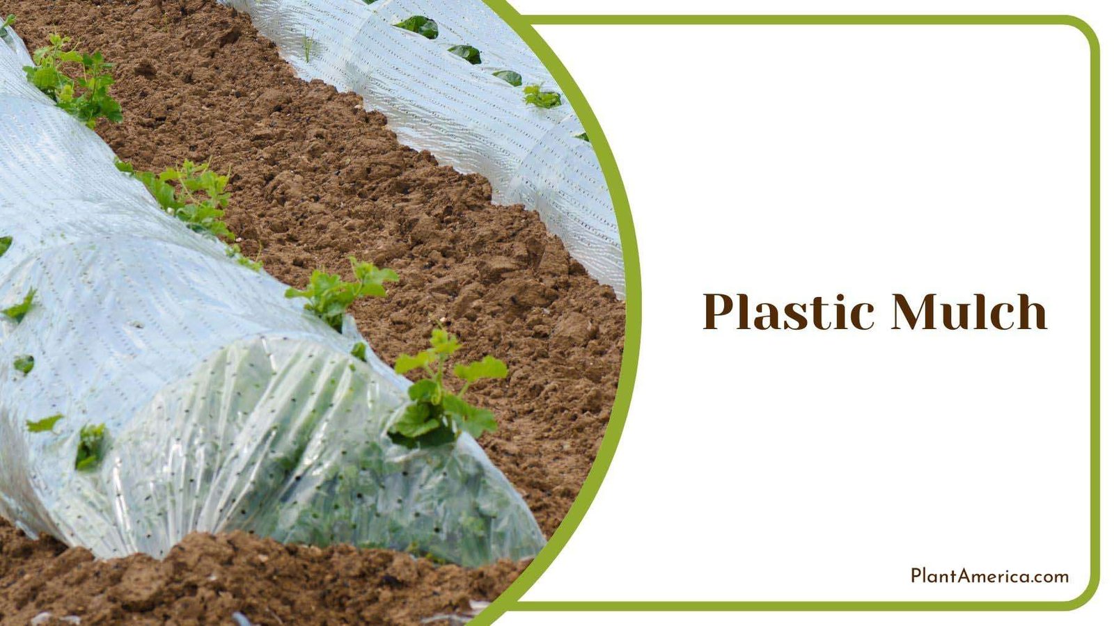 Pros Cons of Plastic Mulch Plant America