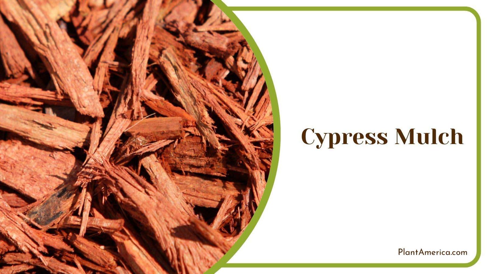 Pros and Cons of Cypress Mulch Plant America
